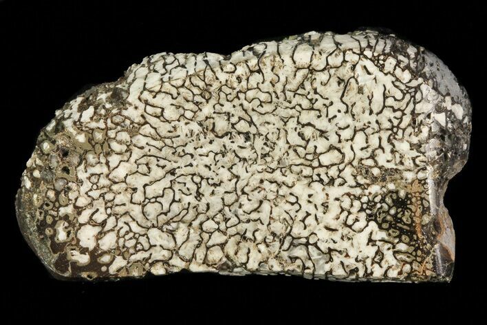 Pyritized, Polished Iguanodon Bone - Isle Of Wight #69935